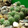 Mammillaria_ canelensis_ 15